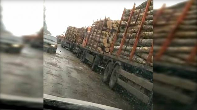 Во Владимирской области массово вырубают лес